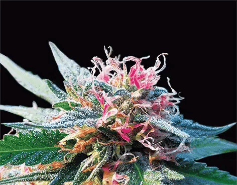 Bubba Kush 3D Lenticular Internally Framed Art 14" x 18"