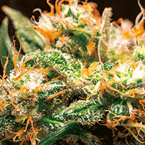 Bud Orange Haze 3D Lenticular Internally Framed Art 15" X 15"