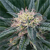 Canna Flower/Pink Lady 3D Lenticular Internally Framed Art 15" X 15"