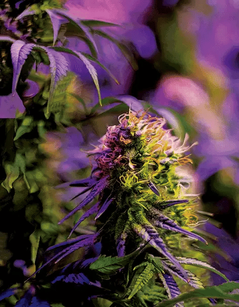 Eden Bud 3D Lenticular Flat Art Print 12" X 16"