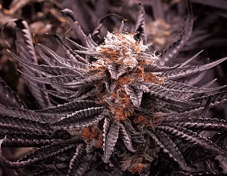 Huckleberry Kush  3D Lenticular Flat Art Print 12" X 16"