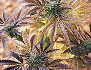 Leaves 4-Way 3D Lenticular Internally Framed Art 14" x 18"