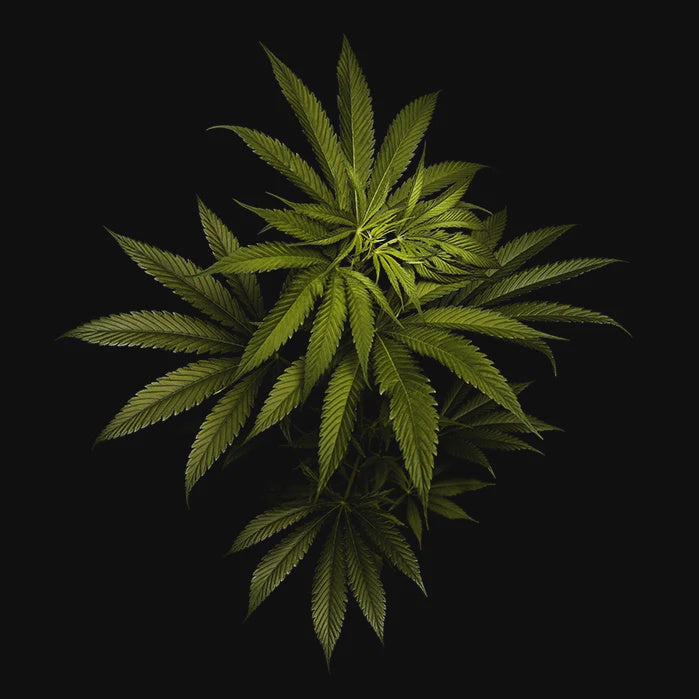 Leaves Green 3D Lenticular Flat Art Print 14" x 14"