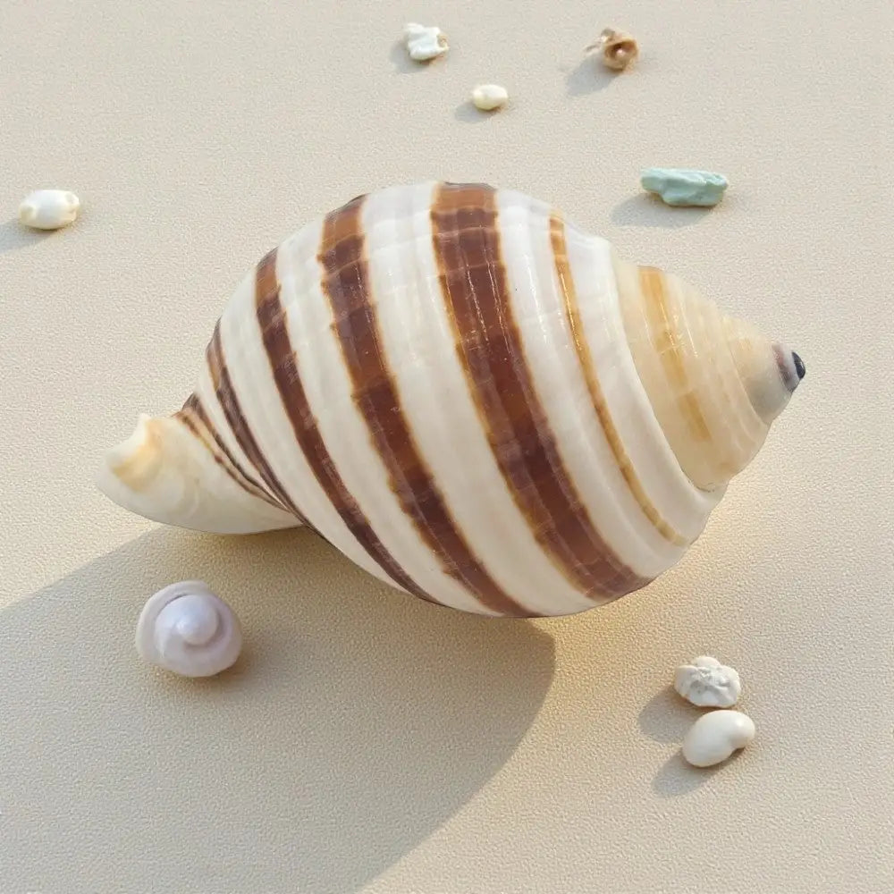 Banded Tun Sea Shell