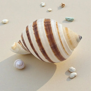 Banded Tun Sea Shell