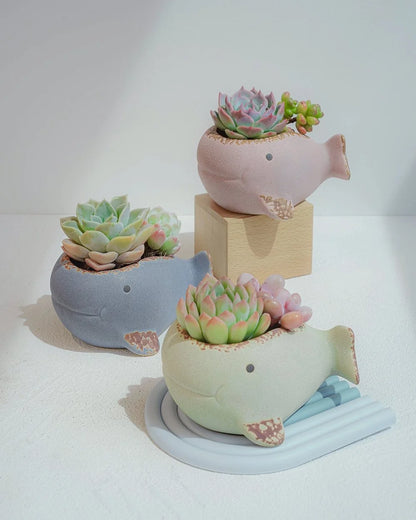 Whale Planter in Assorted Colors