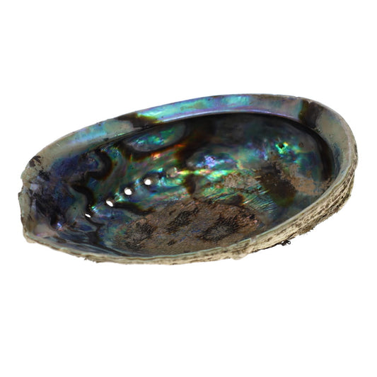 Large Abalone Shell Decor