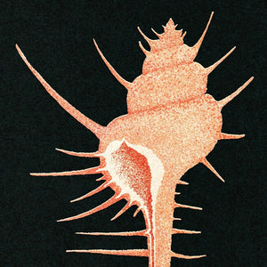 Pre-Order: Veg - Adrift In Time [LP]