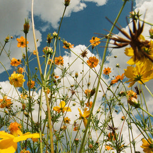 Tasha - You Are Spring - Yellow [Colored Vinyl] (Ylw)