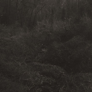 Lesley Mok - Transient [Download Included]