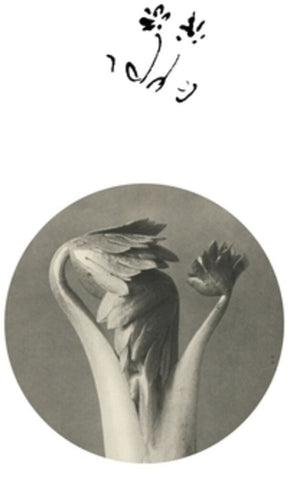 Returning Sweetness (Eversines) - Longevity Eyebrow [12" Vinyl]