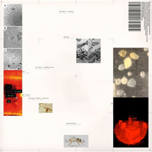Pre-Order: Popp Polygonia - Apiformes [LP]