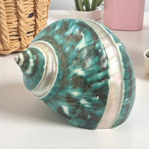 Jade Turban Banded Sea Shell