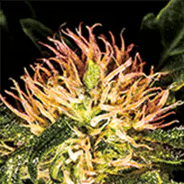 Bud Crown 3D Lenticular Internally Framed Art 15" X 15"