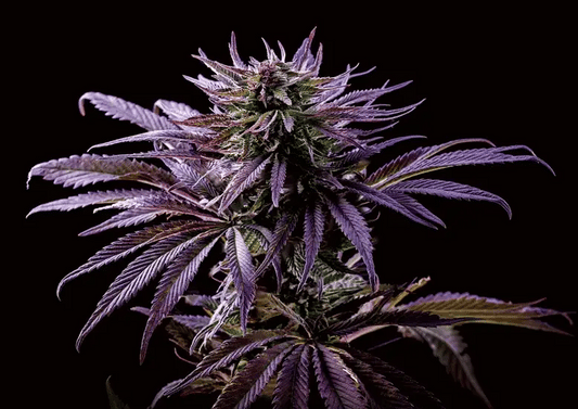 Blueberry Kush 3D Lenticular Flat Art Print 12" X 16"