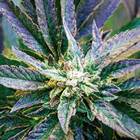 Bud Purple Kush 3D Lenticular Flat Art Print 14" x 14"