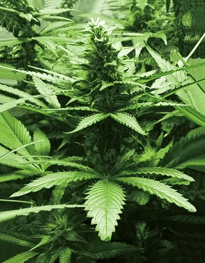 Bud Vertical 3D Lenticular Flat Art Print 12" X 16"