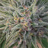 Canna Crystal/Grandaddy Purp 3D Lenticular Flat Art Print 14" x 14"