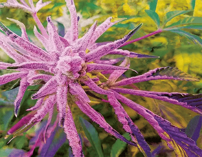 Platinum Buffalo 3D Lenticular Internally Framed Art 14" x 18"