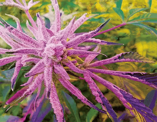 Platinum Buffalo 3D Lenticular Internally Framed Art 14" x 18"