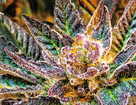 Slurry Crasher Trichomes 3D Lenticular Flat Art Print 12" X 16"