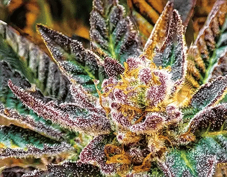 Slurry Crasher Trichomes 3D Lenticular Internally Framed Art 14" x 18"