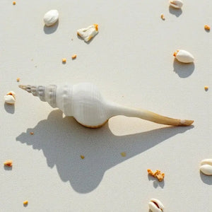Distaff Spindle Sea Shell