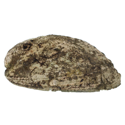Abalone Shell - Large
