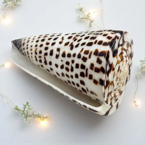Polished Lettered Cone Sea Shell