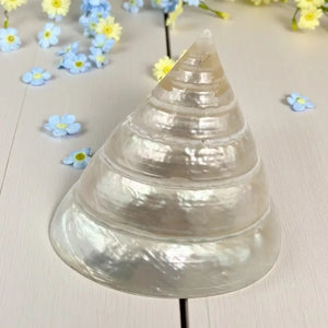 Pyramid Top Pearl She Shell
