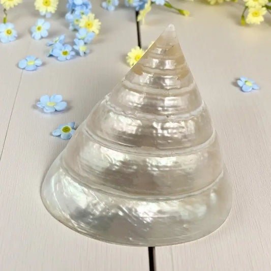 Pyramid Top Pearl She Shell