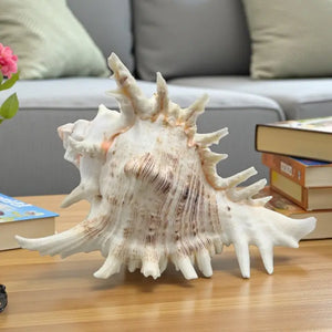 Ramose Murex Sea Shell