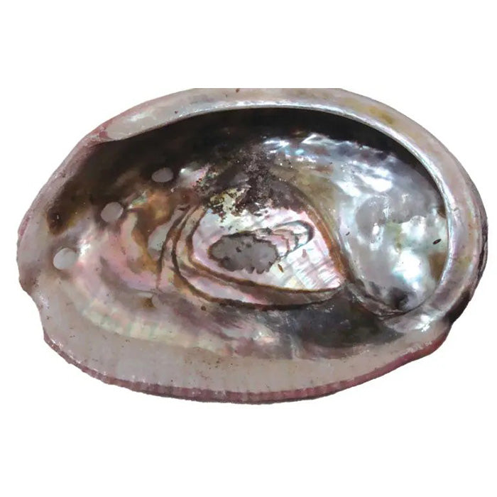 Red Abalone Shell - 3"